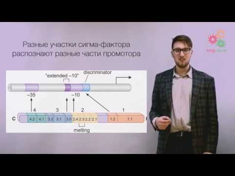 Видео: Реализация геномной информации. Транскрипция ДНК. Общие принципы