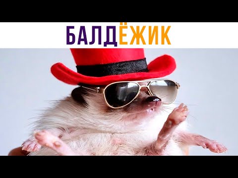 Видео: Ёжик-Балдёжик) Приколы | Мемозг 609