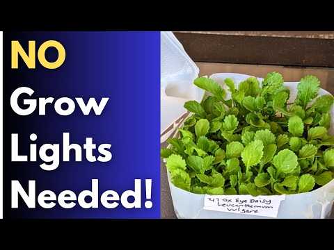 Видео: Контрольный список для зимнего посева — ЛЕГКО И ДЕШЕВО Начинаем с семян