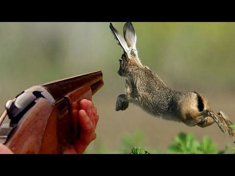 Видео: ОТКРЫТИЕ СЕЗОНА / ОХОТА на ЗАЙЦА / ПЕРВАЯ ДОБЫЧА /ПО ЧЕРНОТРОПУ / В ПОГОНЕ за ЗАЙЦЕМ