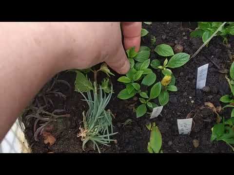 Видео: мобильный череночник