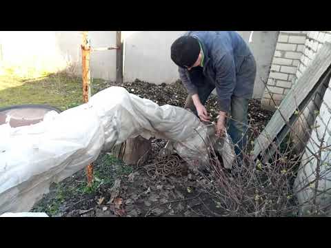 Видео: РАСКРЫВАЕМ ИНЖИР ПОСЛЕ ЗИМЫ. ВЕСНА 2020.Vselennaya uvlecheniy