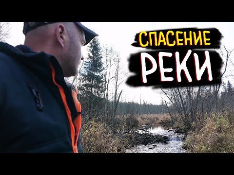Видео: БОБРОВАЯ ПЛОТИНА: Разбор Самой Большой Запруды в Лесу | Опасная Работа