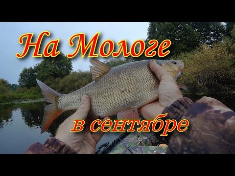 Видео: На Мологе в сентябре (Щука, окунь, язь)