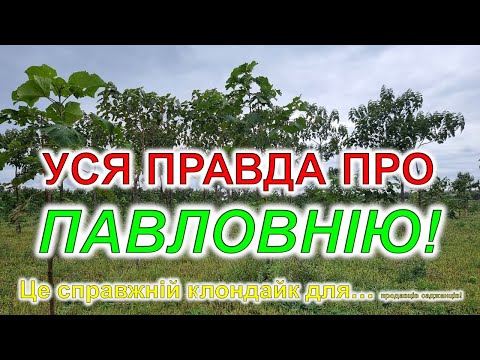 Видео: Уся правда про павловнію!