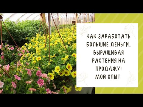 Видео: ЗАНИМАТЬСЯ ЛЮБИМЫМ ДЕЛОМ И ЗАРАБАТЫВАТЬ? ЛЕГКО! ТОНКОСТИ ВЫРАЩИВАНИЯ РАСТЕНИЙ НА ПРОДАЖУ