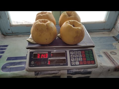 Видео: Бехилар сотилади.934206061   Телеграм, ватсап оркали ёзинг.