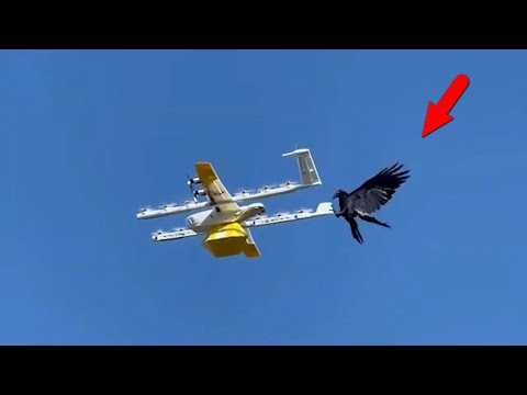 Видео: Животные vs Дроны. Кто-то боится, а кто-то атакует!