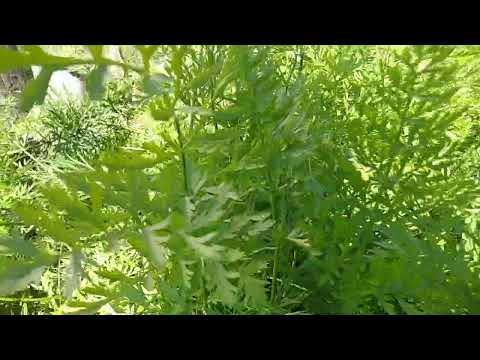 Видео: Результат применения "Фастака".