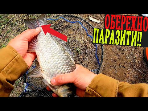 Видео: ✅️ Кунцеве р.Ворскла / Ловля Карася Весною / Де Живуть, Та Як Виглядають ПАРАЗИТИ на КАРАСЮ 😱