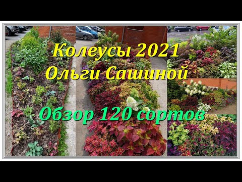 Видео: КОЛЕУСЫ ОЛЬГИ САШИНОЙ 2021 - ОБЗОР 120 СОРТОВ