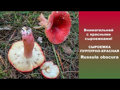 Видео: Внимательней с красными сыроежками! Сыроежка пурпурно-красная  - Russula obscura