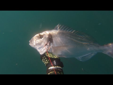 Видео: Дорада редкий трофей подводного охотника в Черном море