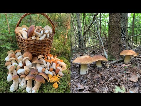 Видео: МАССОВЫЙ ВЫХОД БЕЛОГО ГРИБА В БЕЛАРУСИ! УНИКАЛЬНО! (Пора в лес!)