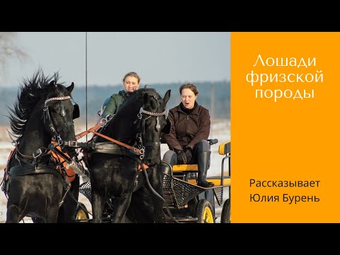 Видео: Лошади фризской породы / Дивные Кони