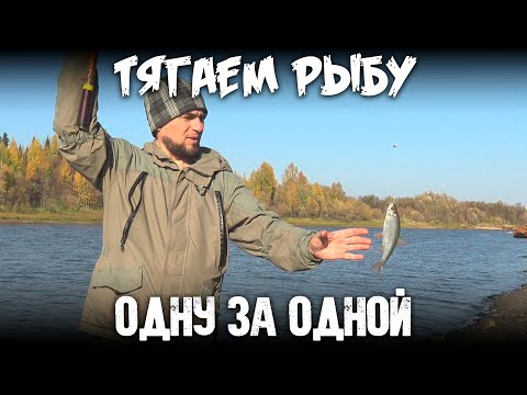 Видео: Тягаем рыбу одну за одной / Архив