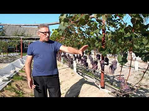 Видео: Виноградарство. Направления в виноградарстве.