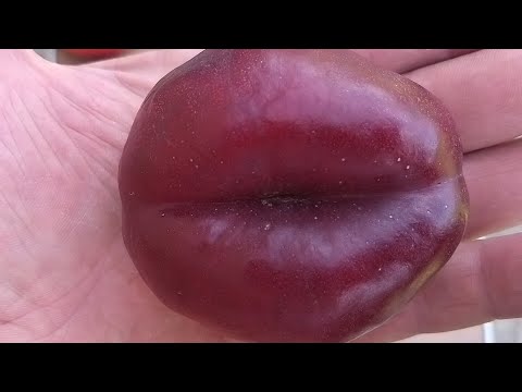 Видео: Інжирний нектарин "Месамбріне" (Mesembrine)