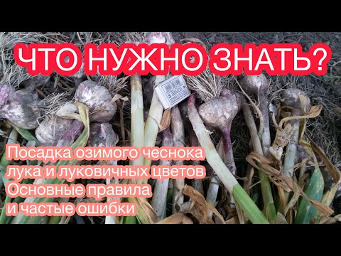 Видео: ОЗИМЫЙ ЧЕСНОК, ЛУК ПОД ЗИМУ и ЛУКОВИЧНЫЕ ЦВЕТЫ САЖАЕМ ПРАВИЛЬНО.