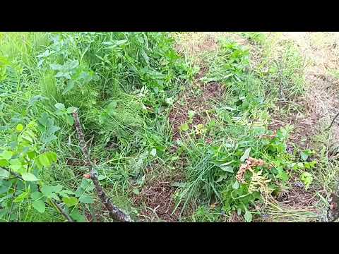Видео: Прополка запущенного огорода 20240612