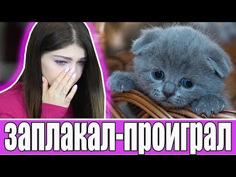 Видео: ЗАПЛАКАЛ - ПРОИГРАЛ: ВЫ БУДЕТЕ ПЛАКАТЬ ВМЕСТЕ С НАМИ | ВТОРАЯ ЧАСТЬ