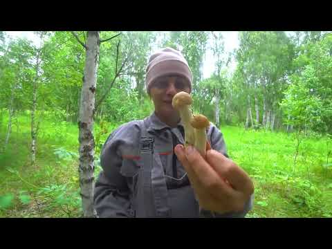 Видео: ТИХАЯ ОХОТА. ИЗ ГОРОДА В ДЕРЕВНЮ - ПЕРЕЗАГРУЗКА 511 серия