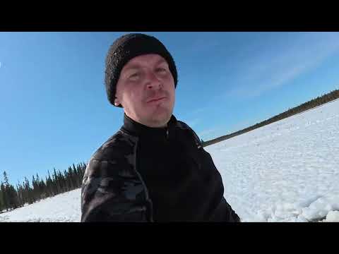 Видео: Охота на гусей с отцом. Ждем гусей. Охота на гуся