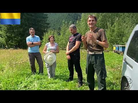 Видео: Суцільний масив чистопородних карпатських бджіл  -  велике починається з буденного.