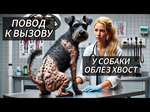 Видео: Повод к вызову: у собаки облез хвост