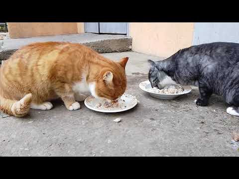 Видео: Рыжий Вернулся  Семью - Толстолапик Лева!  🔥