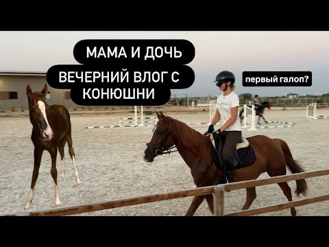 Видео: Первый галоп Эстель спустя 6 месяцев | Тайра и история с недоуздком