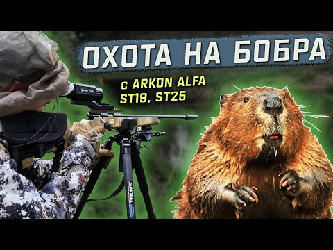 Видео: Охота на бобра в Ярославской области с Arkon Alfa ST19, ST25. Регулирование численности.