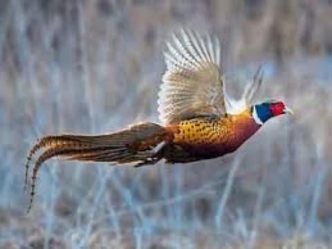 Видео: Экспресс охота на фазана.