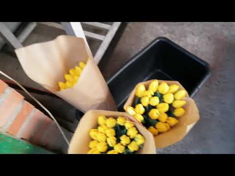 Видео: Состояние тюльпанов на 2 марта