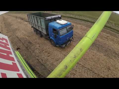 Видео: Комбайн CLAAS MEGA. Уборка чечевицы.