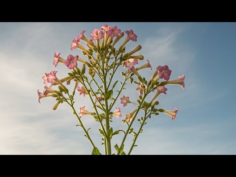 Видео: Семена с самосева и пару сортов