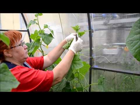 Видео: Ведение огурцов в один ствол / Опускаем стебель/ Мой опыт