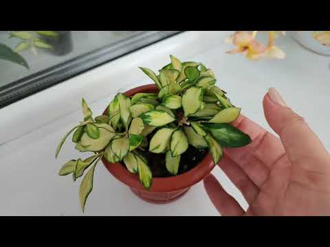 Видео: хойя Heuschkeliana | поверите, что ей 4 года?