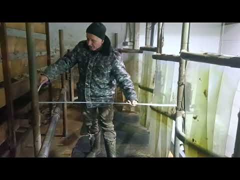 Видео: Доильный зал "елочка" в нашем хозяйстве