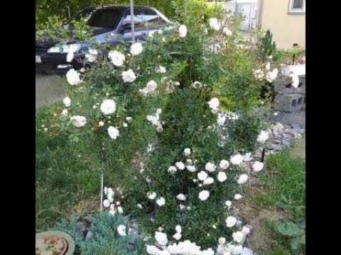 Видео: Обзор розы сорта Свани во все сезоны, особенности.Часть 1. Review of Swany rose - in all seasons-p.1