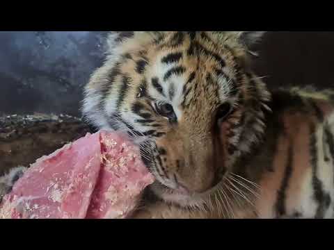 Видео: Как тигренок Камри2 дня с полки не слезала/Like aCamrytiger cub did not get off the shelf for 2 days