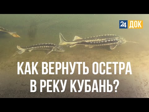 Видео: Как спасти реку Кубань? Пробуем воду из реки   Д/ф "РЕКА КУБАНЬ Живая мёртвая"