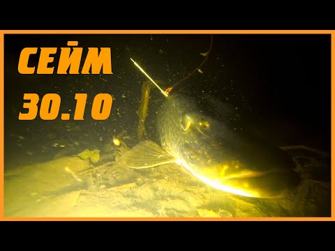 Видео: СЕЙМ В КІНЦІ ЖОВТНЯ - ДЕ ШУКАТИ РИБУ? | ПІДВОДНЕ ПОЛЮВАННЯ 2022
