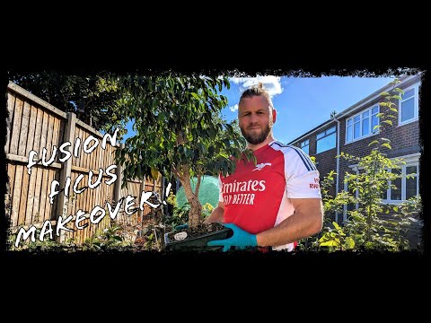 Видео: Проект «Бонсай из фикуса» 🌿 Обрезка корней, пересадка и изменение формы!