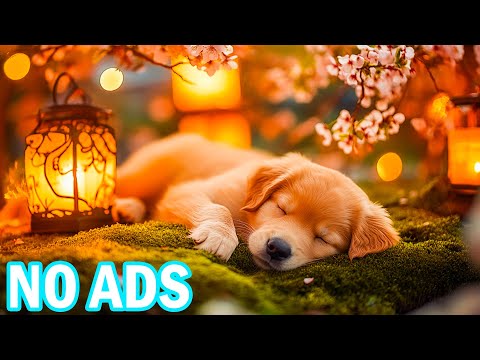 Видео: 12 часов музыки для глубокого сна для собак 🐾 Успокаивающие звуки для расслабления и исцеления соба