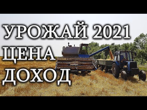 Видео: Пшеница Оста или БезОста более урожайная!  Цена, урожай и экономический доход с 1га.