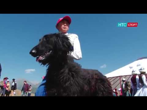 Видео: III Дүйнөлүлүк Көчмөндөр Оюндары \ Салбуурун \ НТС-Спорт