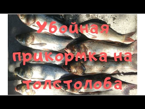 Видео: Убойная прикормка на толстолоба. Готовим кашу на толстолоба.