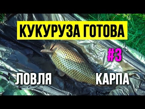 Видео: Кукуруза для карпа готова Третья серия