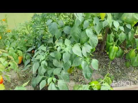 Видео: СОБИРАЕМ УРОЖАЙ #ПОКАЗЫВАЮ ПОНРАВИВШИЕСЯ СОРТА ТОМАТОВ